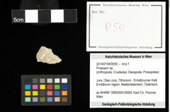 Foto (Objekt + Etiketten) von Prosopon sp. 